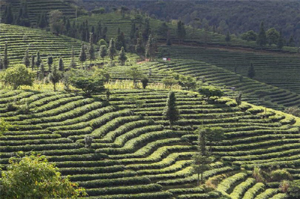 种植天麻有销路吗_种植天麻的前景_种植天麻致富的人