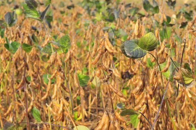 视频黄豆教程种植技术教学_黄豆种植技术视频教程_黄豆种植技术和管理视频