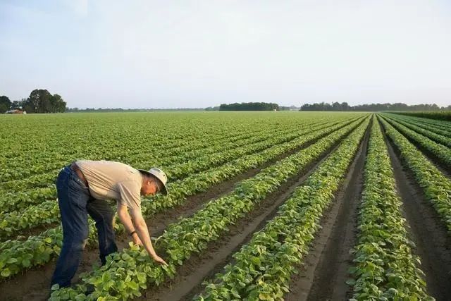 视频黄豆教程种植技术教学_黄豆种植技术和管理视频_黄豆种植技术视频教程