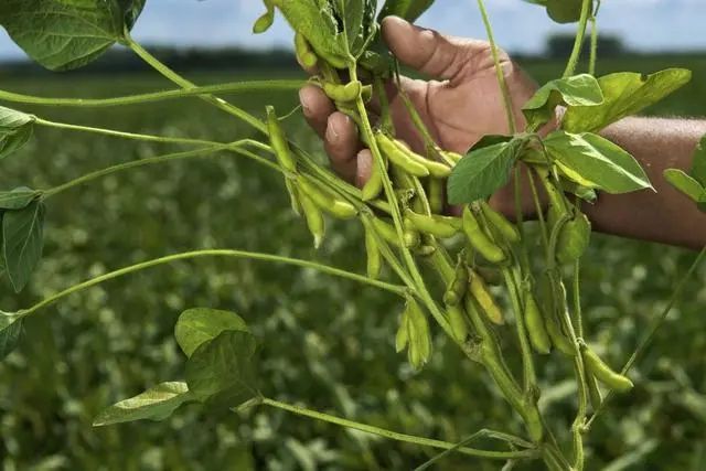 黄豆种植技术视频教程_视频黄豆教程种植技术教学_黄豆种植技术和管理视频