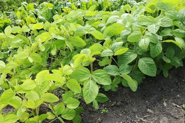 视频黄豆教程种植技术教学_黄豆种植技术视频教程_黄豆种植技术和管理视频