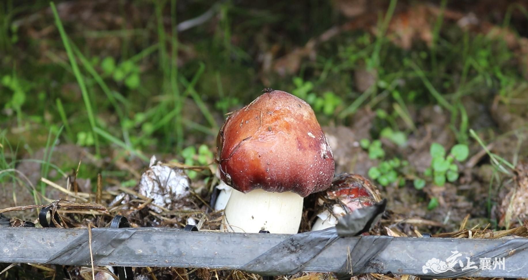 致富伞种植_致富伞种植_致富伞种植