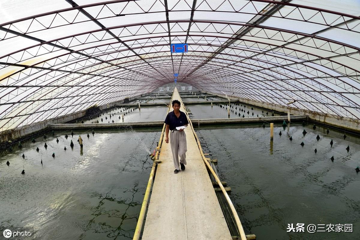 水库养殖甲鱼技术规范_水库养殖甲鱼的前景_水库甲鱼养殖技术