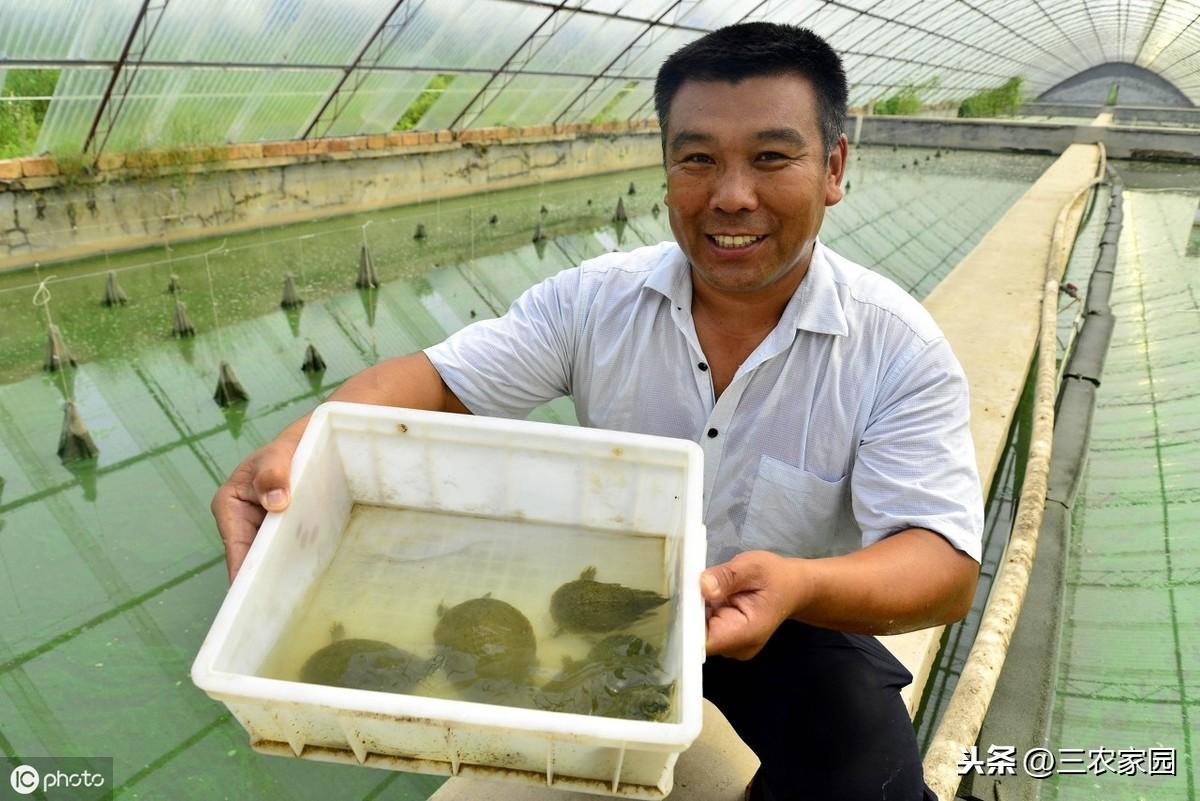 水库甲鱼养殖技术_水库养殖甲鱼技术规范_水库养殖甲鱼的前景