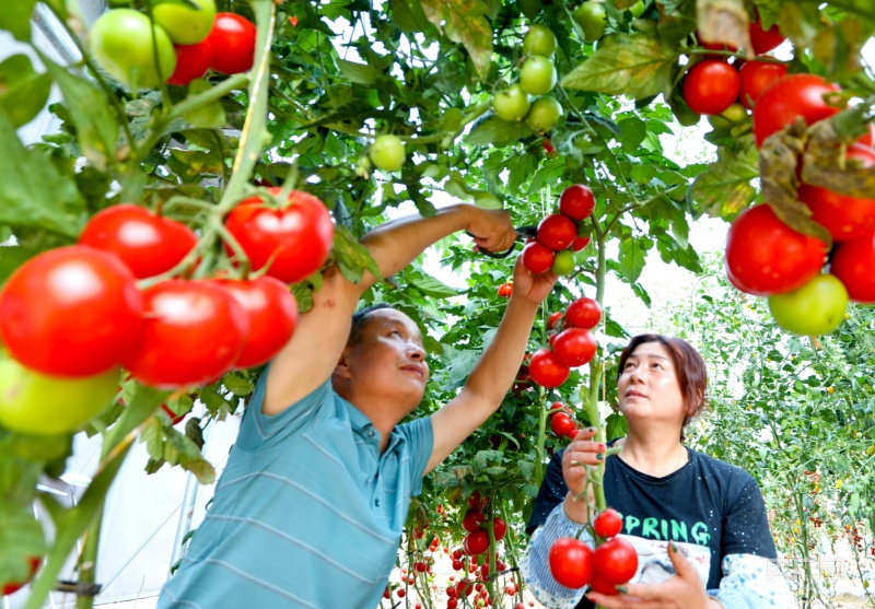 甘肃张掖种植致富_甘肃张掖制种基地_张掖种植大户的基本情况