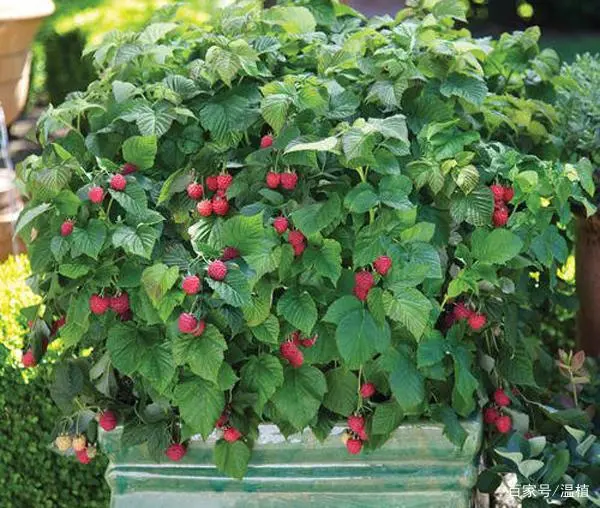 竹荪冬季种植技术_竹荪什么季节种植_室内种植竹荪视频