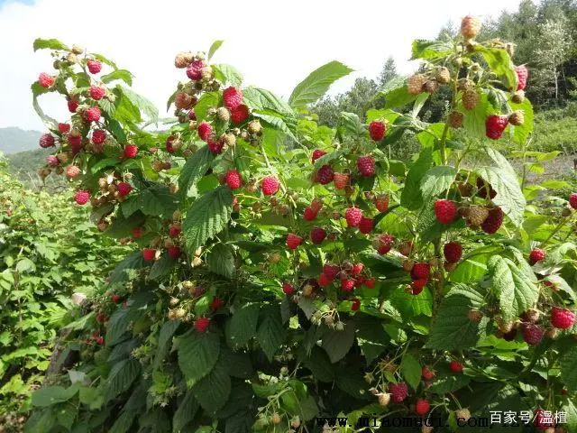 室内种植竹荪视频_竹荪什么季节种植_竹荪冬季种植技术