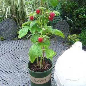 室内种植竹荪视频_竹荪冬季种植技术_竹荪什么季节种植