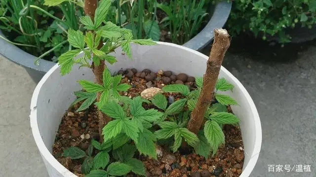 室内种植竹荪视频_竹荪冬季种植技术_竹荪什么季节种植