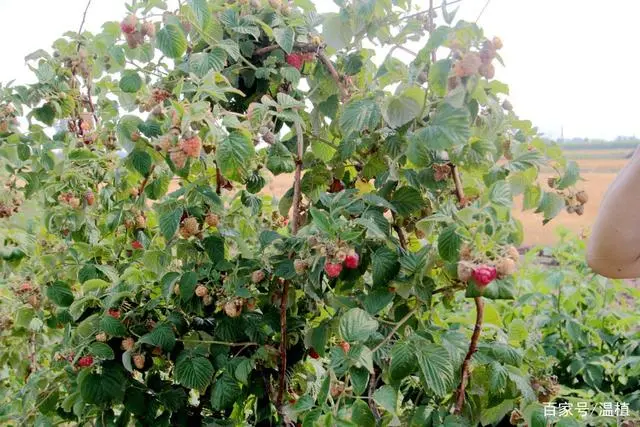 竹荪冬季种植技术_竹荪什么季节种植_室内种植竹荪视频