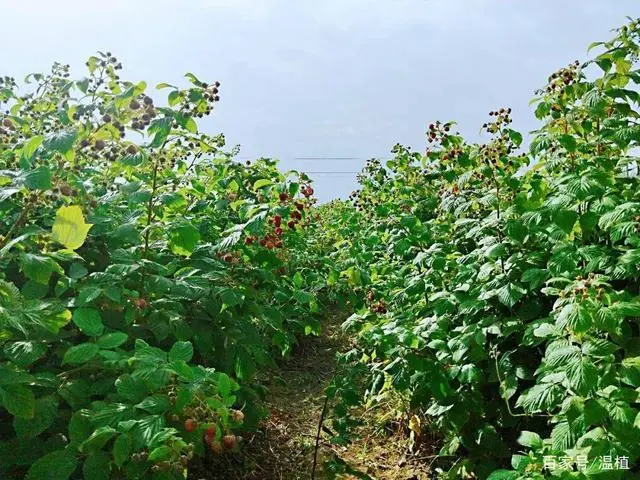 竹荪冬季种植技术_室内种植竹荪视频_竹荪什么季节种植