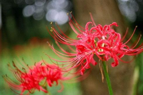 彼岸花如何种植