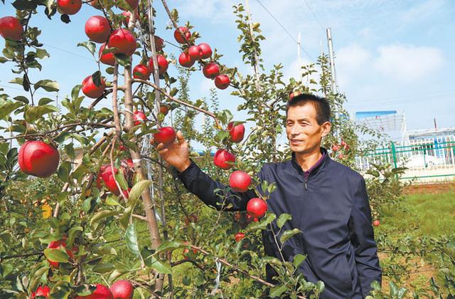 大棚种植人参致富经_人参大棚种植技术视频_温室大棚种植人参