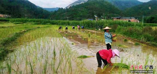 一田双收 广西南丹县实施新模式助推群众增收致富