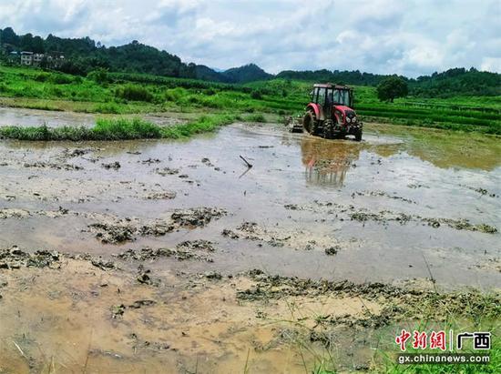 致富稻田种植模式是什么_稻田种植致富模式_致富经种水稻