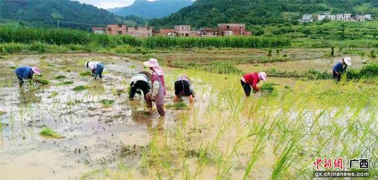 致富稻田种植模式是什么_稻田种植致富模式_致富经种水稻