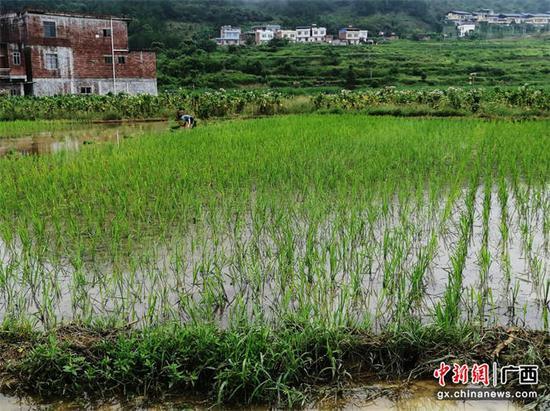 致富稻田种植模式是什么_致富经种水稻_稻田种植致富模式