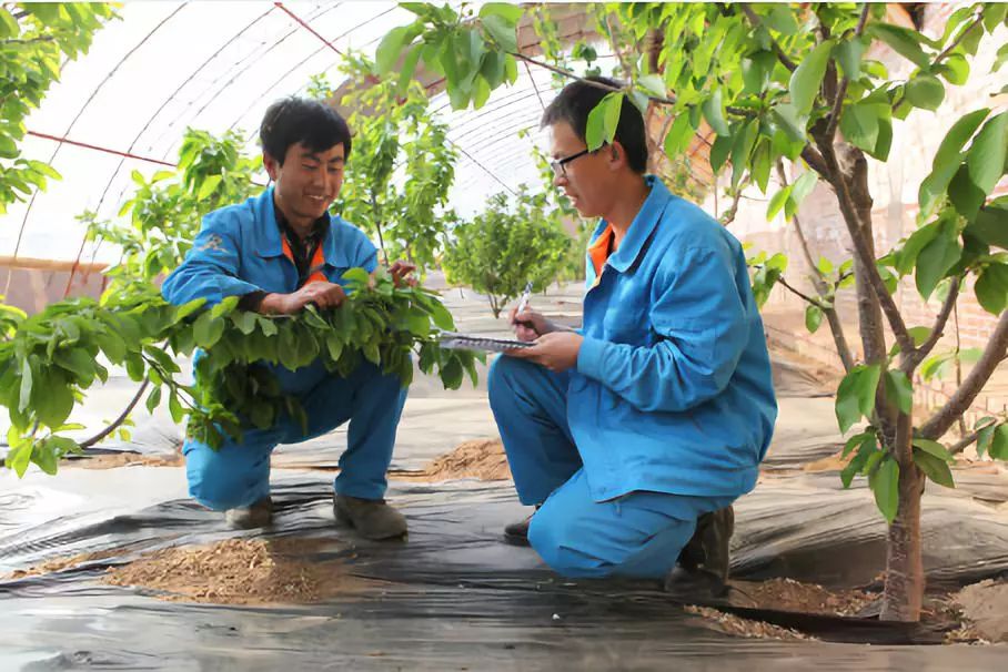 大棚种植的人参功效怎么样_大棚种植人参周期多长_大棚种植人参致富经