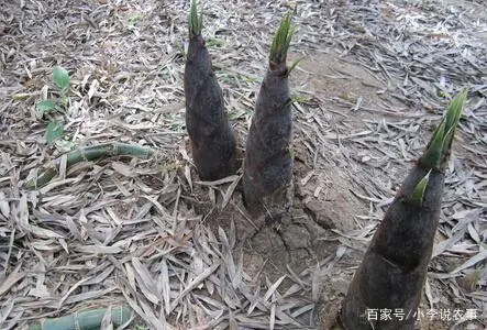 竹荪冬季种植技术_室内种植竹荪视频_竹荪种植时间