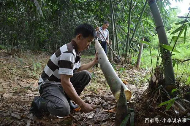 室内种植竹荪视频_竹荪种植时间_竹荪冬季种植技术