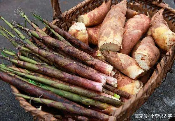 竹荪种植时间_竹荪冬季种植技术_室内种植竹荪视频