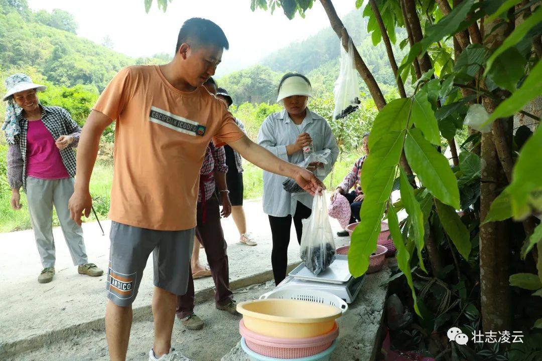 种植果苗致富_致富果树_果树种植致富经