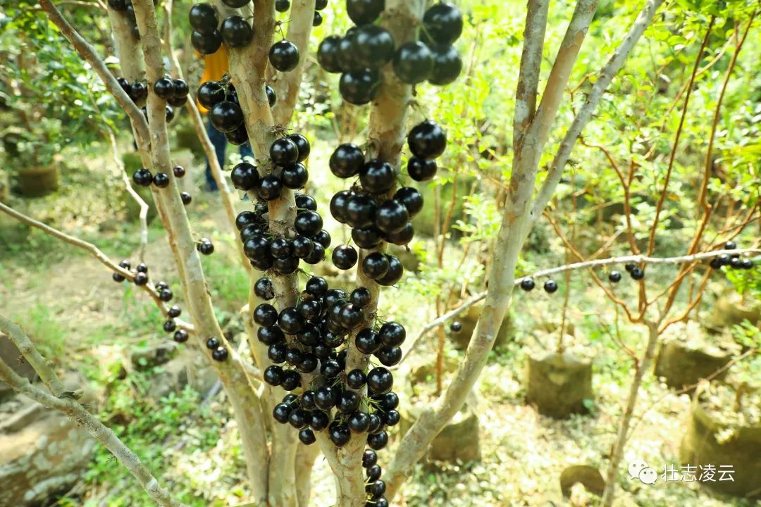 果树种植致富经_种植果苗致富_致富果树