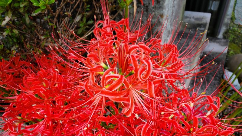 彼岸花花种植技术视频_彼岸花花种植技术要点_彼岸花花种植技术