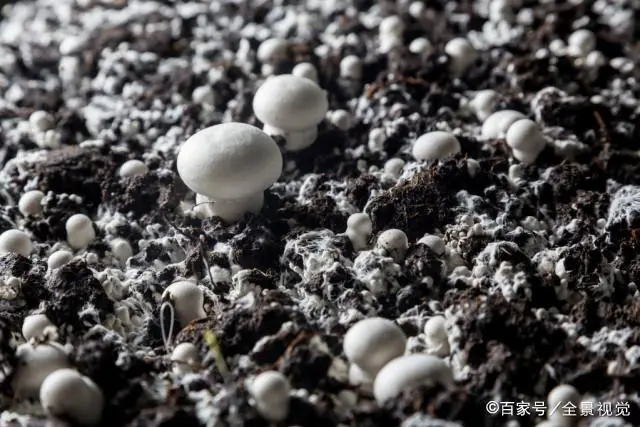 如何种植香菇视频播放_种植香菇的视频_种植香菇种植技术视频