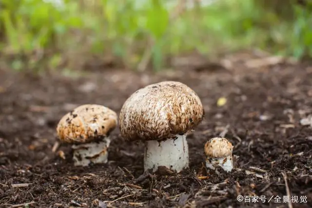 如何种植香菇视频播放_种植香菇的视频_种植香菇种植技术视频