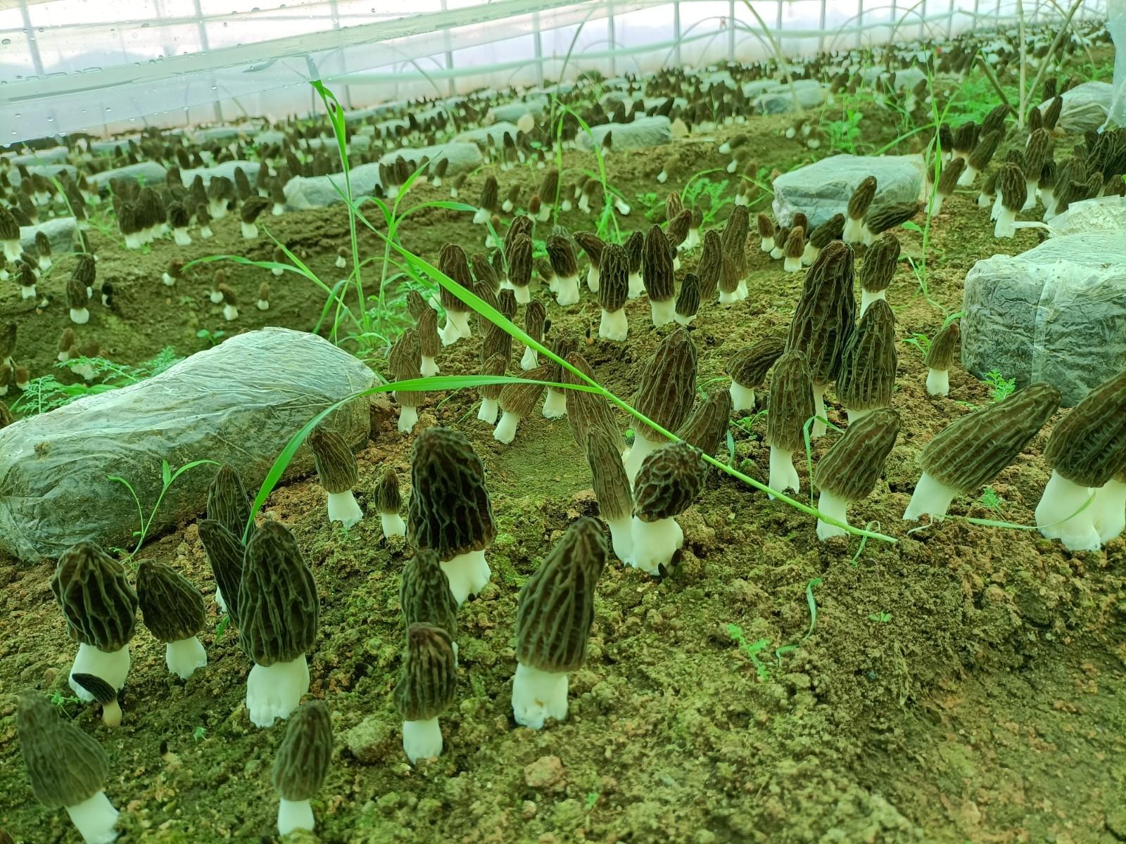 种植食用菌赚钱吗_食用菌种植致富经视频_食用菌种植技术视频