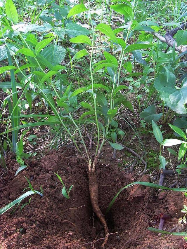 中药桔梗的种植技术_中药材桔梗种植技术_中药种植桔梗技术要点