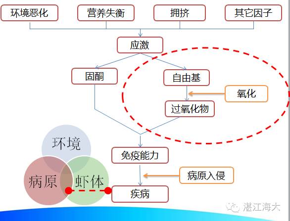 基围虾养殖技术_基围虾养殖的技术和条件_基围虾的养殖成本和条件