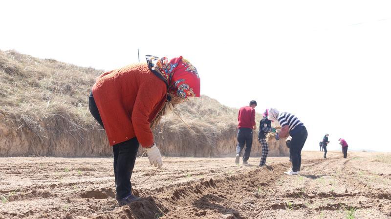 黄芪种植收益及行情2020_种植黄芪 增收致富_黄芪种植收益