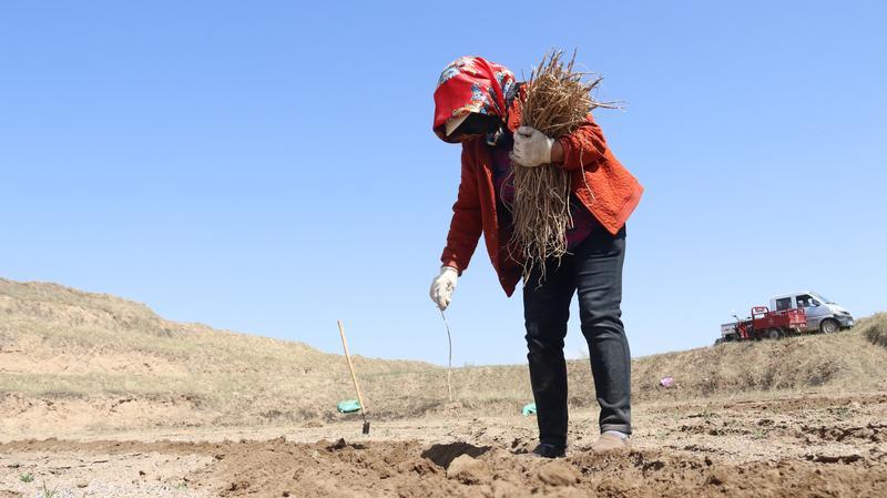 黄芪种植收益及行情2020_种植黄芪 增收致富_黄芪种植收益