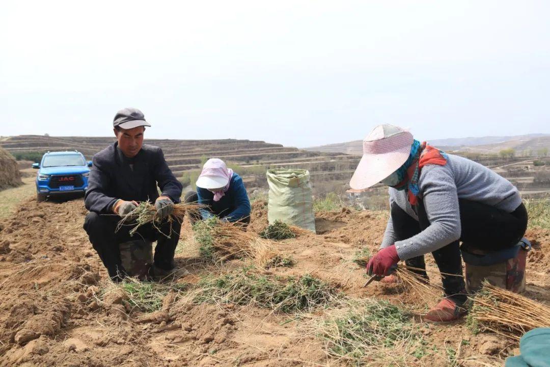 黄芪种植收益_黄芪种植收益及行情2020_种植黄芪 增收致富