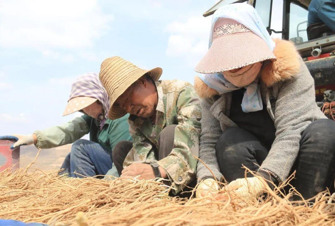 种植黄芪 增收致富_黄芪种植收益_黄芪种植收益及行情2020