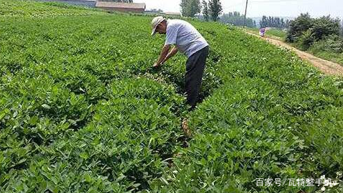 党参种植前景及亩收益_党参种植技术及亩量_党参种植效益