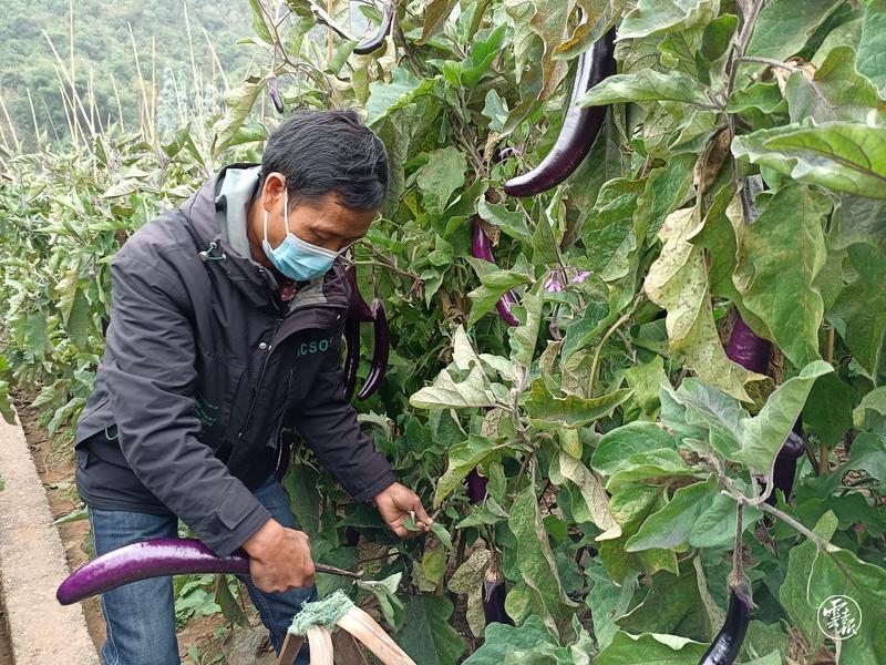 种黑贵人长茄致富故事_致富经茄子种植视频_致富经绿茄