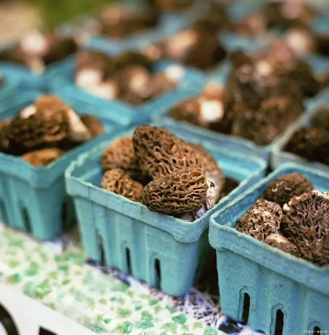 冬季种植竹荪技术要求_竹荪冬季种植技术_室内种植竹荪视频