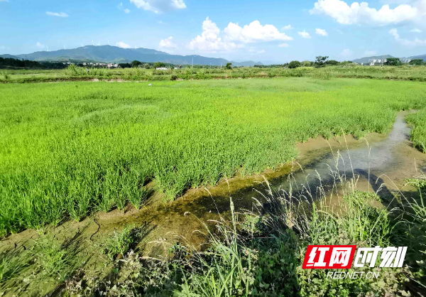 稻田种植致富模式_致富经稻田养鱼_致富经种水稻