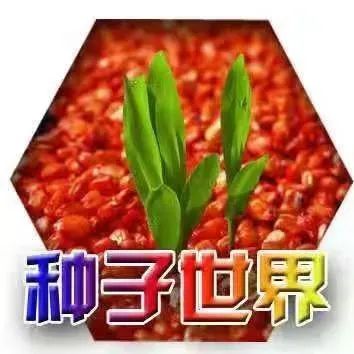 大棚种植人工成本_大棚种植技术人工_大棚人工种植技术要点