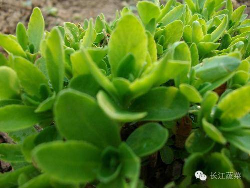 大棚种植的人参功效怎么样_人参大棚种植技术视频_大棚种植人参致富经