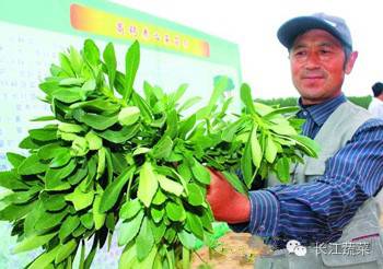 大棚种植的人参功效怎么样_大棚种植人参致富经_人参大棚种植技术视频