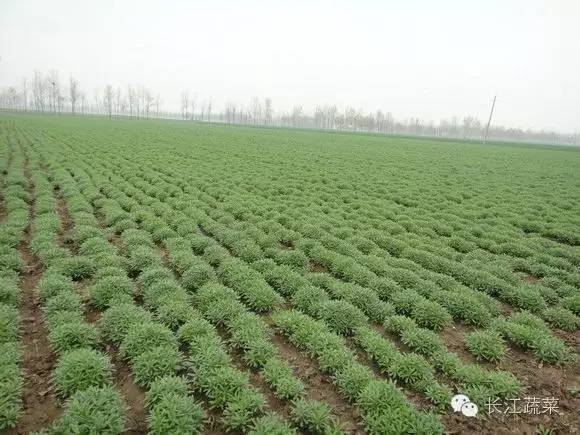 人参大棚种植技术视频_大棚种植人参致富经_大棚种植的人参功效怎么样