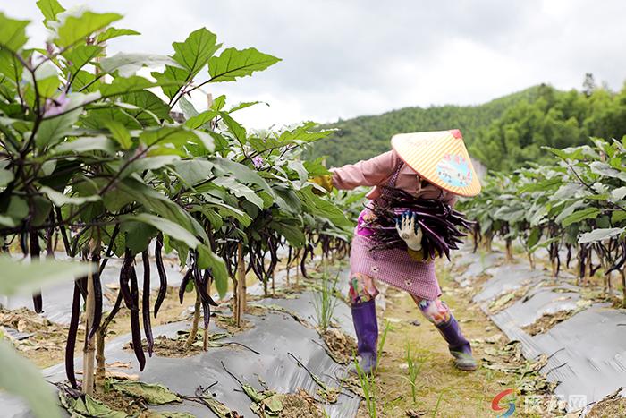 致富经茄子种植视频_致富经绿茄_种黑贵人长茄致富故事