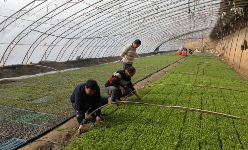 大棚致富项目_靠大棚种植致富_致富大棚种植靠什么赚钱