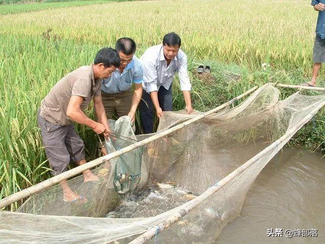 致富经养鱼_2018年致富经全集养鱼视频_致富经养鱼大视频全集