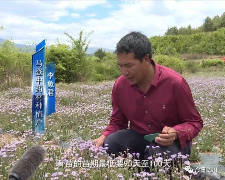 致富种植药中草行业有哪些_中药材种植致富经_中草药种植致富行业有哪些