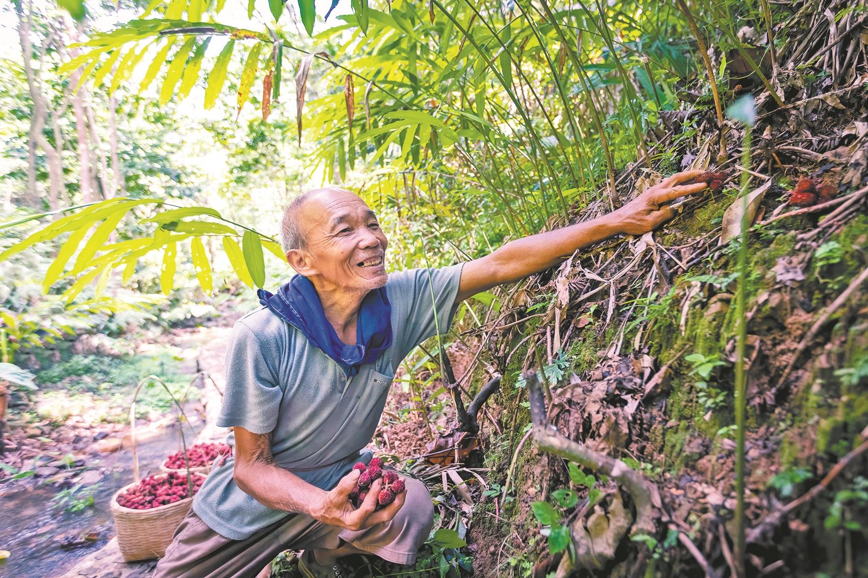 竹业加工致富经_致富竹林经济下降的原因_致富经竹林下的经济